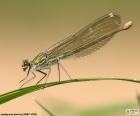 Dragonfly on a leaf