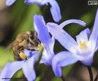 Honeybee collecting pollen