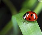 Ladybug on the a green leaf of a planata