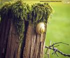 Snail on a wooden pole