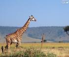 Giraffe in the landscape