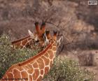 Two giraffes eating leaves from a bush