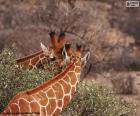 Two giraffes eating leaves