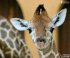 Head of young giraffe