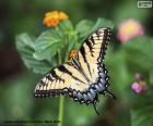 Beautiful butterfly with wings wide open