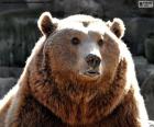 A large brown bear face