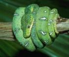 Snake coiled on a branch