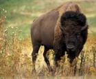 Bison