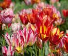 Tulips in the field