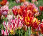 Tulips of different colours in the field