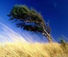 The strong wind hits a tree