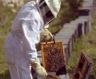 Beekeeper or apiarist working with the special suit in the hive to collect honey