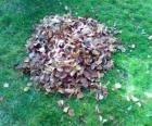 Picking up fallen leaves