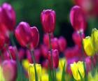 Mixed spring flowers