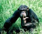 Monkey sitting on the floor