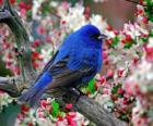 Blue bird