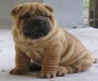 Puppy Shar-pei