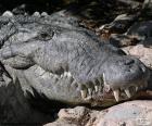 Crocodile head