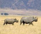 White rhinoceros in the savanna