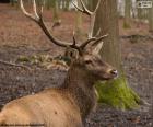 Red deer (Cervus elaphus)