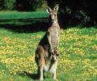 Kangaroo with a joey in her pouch