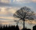 Tree without leaves in winter