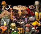 Mushrooms are a group of fungi, usually grow in wetlands. There are many species of edible and poisonous or toxic mushrooms