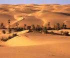 Palm trees in the dunes of the desert