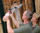 Zookeepers feeding a giraffe