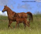 Horse and colt at a trot