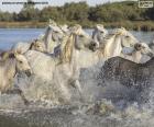 Herd of wild horses through the water