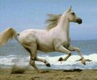 White horse galloping on the beach