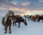 Herd of wild horses on the snowfall prairie