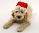 Elegant puppy for Christmas celebrations with a hat 