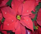 Group of poinsettias