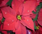 Group of poinsettias