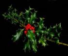 Sprig of holly with red berries