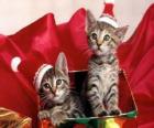 Two kittens with Santa Claus hat in a gift box