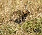 Rabbit running