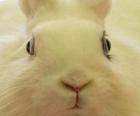 Head of white rabbit