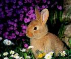 Rabbit among flowers