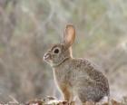 Rabbit on alert seen from side