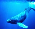 Blue whale, the blue rorqual is the largest animal that has ever existed on Earth