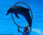 Dolphin jumping through a hoop in an aquatic show