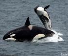 Two orcas