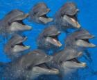 Group of dolphins