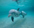 Dolphin with a young one swimming in the sea