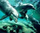 Group of dolphins swimming in the sea