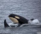 The orca or killer whale, the largest animal of the family of dolphins