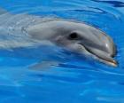 Happy dolphin